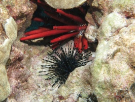 87 Red Pencil Urchin and Banded Urchin IMG 2081.JPG